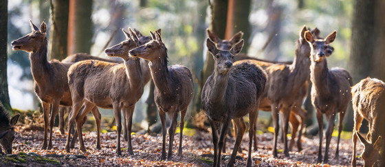 ����������������һ���¹����ͼƬ�ز�