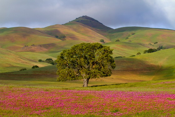 草原上的花园和大树摄影图片素材