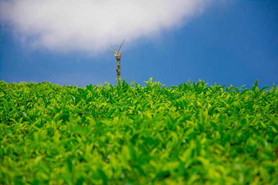 蓝天白云茶园一角特写摄影高清图片素材