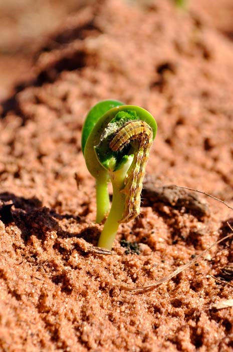 希望萌发种子破土而出高清图片素材